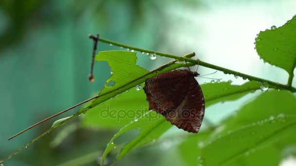 Papillon dans le jardin — Video