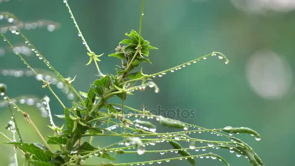 Blühende Spinnenblume — Stockvideo