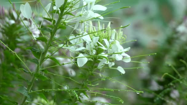 Aranha Cleome hassleriana flor — Vídeo de Stock