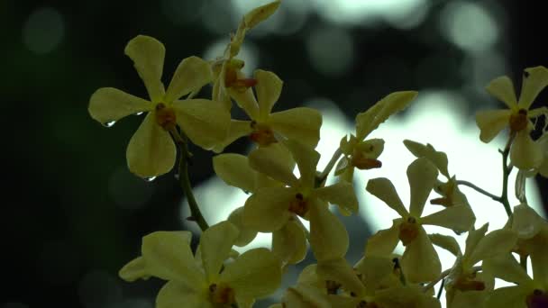 La orquídea en el jardín — Vídeo de stock