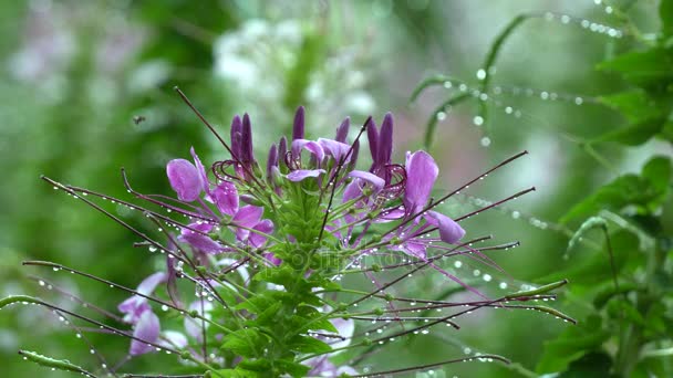 Pók Cleome nemzetség hassleriana virág — Stock videók