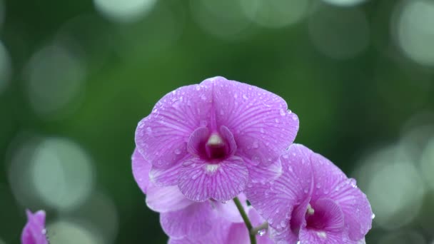 Orkidén i trädgården — Stockvideo