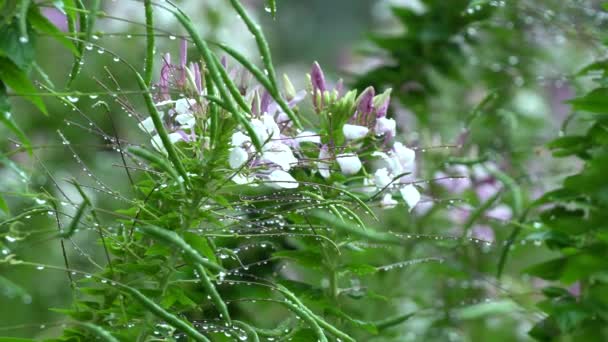 Spindel Cleome hassleriana blomma — Stockvideo
