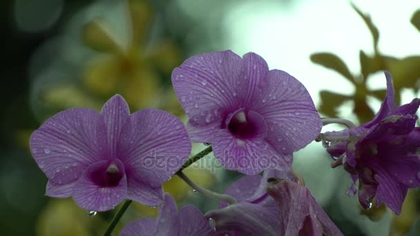 The orchid in garden — Stock Video