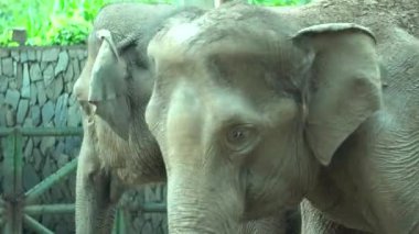 Hayvanat bahçesindeki fil