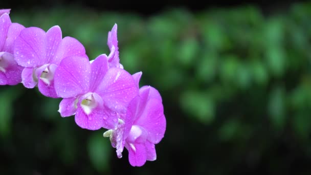 La orquídea en el jardín — Vídeos de Stock