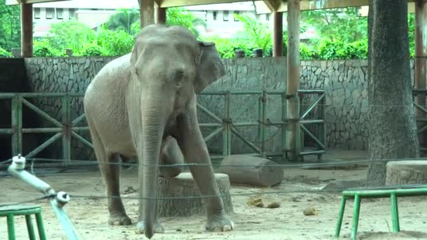 Ελέφαντας στο ζωολογικό κήπο — Αρχείο Βίντεο