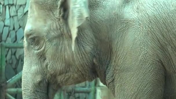 éléphant dans le zoo