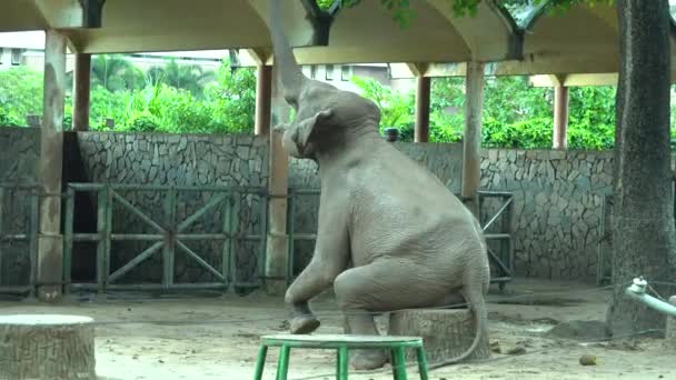 Elefant im Zoo — Stockvideo