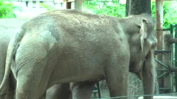 Elefante no zoológico — Vídeo de Stock