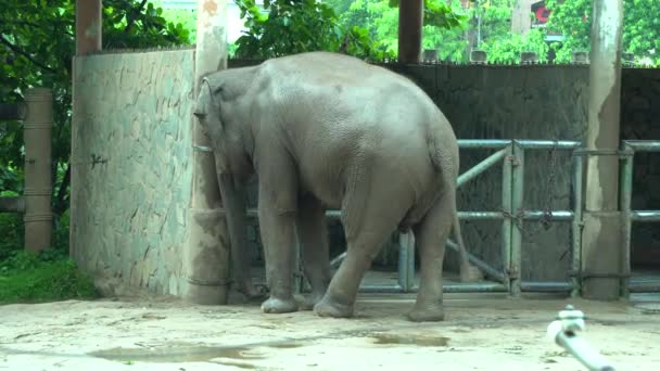 éléphant dans le zoo