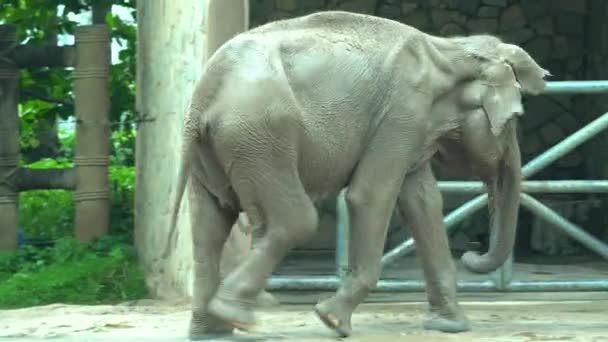 éléphant dans le zoo
