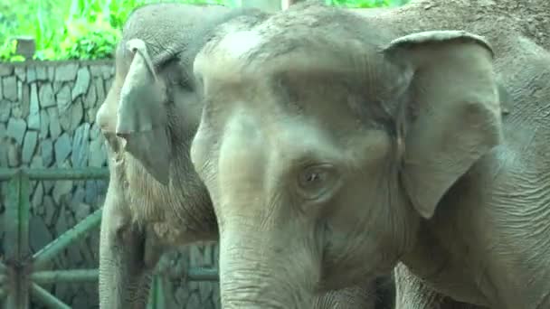 éléphant dans le zoo