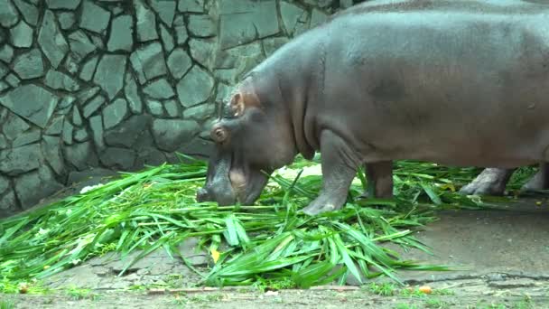 Hippopotamus in the zoo — Stock Video