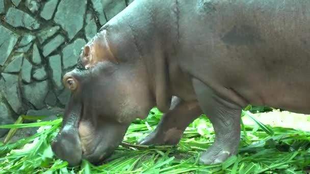 Hipopótamo en el zoológico — Vídeos de Stock