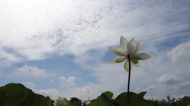 Hermosa flor de loto — Vídeo de stock