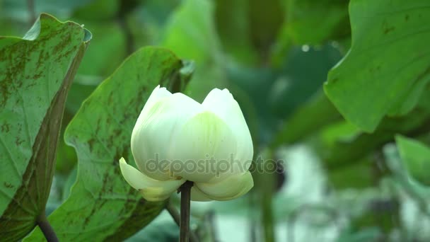 White lotus flower — Stock Video