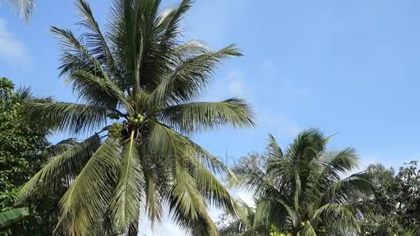 Kokosnoot boom in zonnige dag — Stockvideo