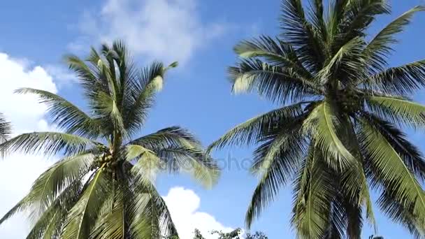 Кокосовое дерево в солнечный день — стоковое видео