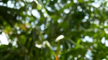 Yeşil bokeh arka plan