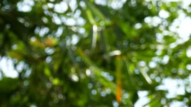 Yeşil bokeh arka plan