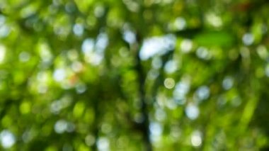 Yeşil yaprakları ve bokeh ışıkları ile ufuk soyut doğa arka plan