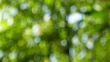 Yeşil yaprakları ve bokeh ışıkları ile ufuk soyut doğa arka plan