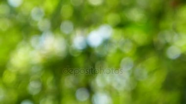 Doğal bulanık bokeh arka plan ağaç ve yaprak