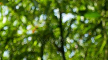 Doğal bulanık bokeh arka plan ağaç ve yaprak