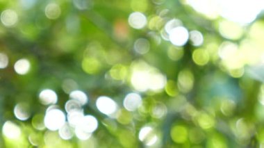 Doğal bulanık bokeh arka plan ağaç ve yaprak