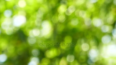 Doğal bulanık bokeh arka plan ağaç ve yaprak