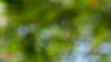 Yeşil yaprakları ve bokeh ışıkları ile ufuk soyut doğa arka plan