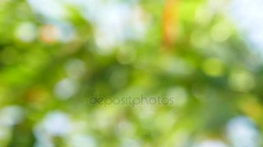 Yeşil yaprakları ve bokeh ışıkları ile ufuk soyut doğa arka plan