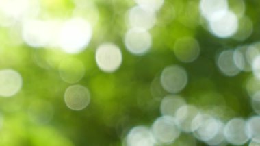 Yeşil yaprakları ve bokeh ışıkları ile ufuk soyut doğa arka plan