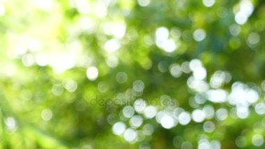 Yeşil yaprakları ve bokeh ışıkları ile ufuk soyut doğa arka plan