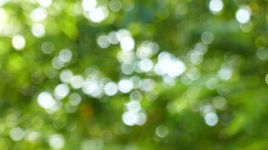 Doğal bulanık bokeh arka plan ağaç ve yaprak