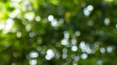 Doğal bulanık bokeh arka plan ağaç ve yaprak