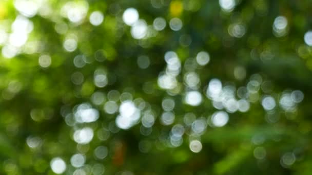 Desfocado Abstrato Natureza Fundo Com Folhas Verdes Bokeh Luzes — Vídeo de Stock