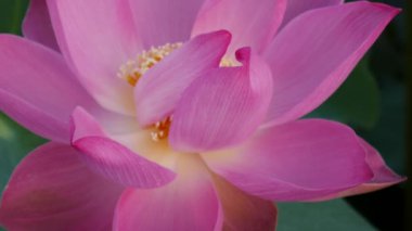 pembe nilüfer çiçeği