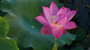 pembe nilüfer çiçeği