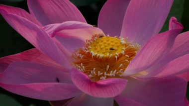 pembe nilüfer çiçeği