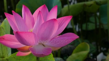 pembe nilüfer çiçeği