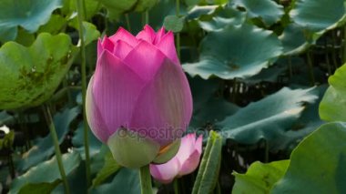 pembe nilüfer çiçeği