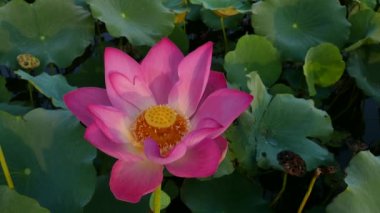 pembe nilüfer çiçeği