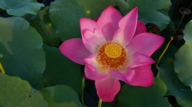 pembe nilüfer çiçeği