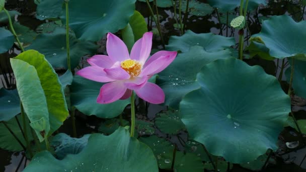 Roze lotusbloem — Stockvideo