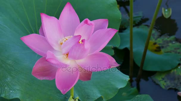 Pink lotus flower — Stock Video