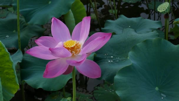 Flor de lótus rosa — Vídeo de Stock