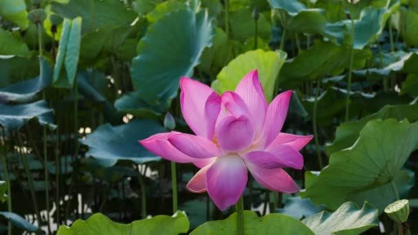 Pink lotus flower — Stock Video
