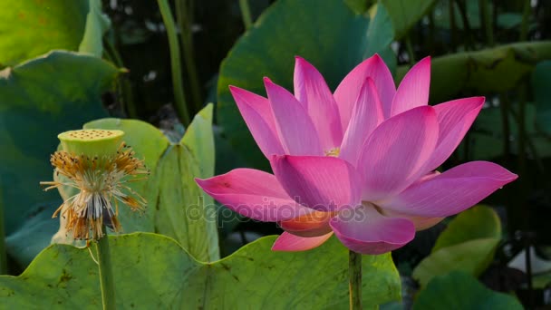 Pink lotus flower — Stock Video